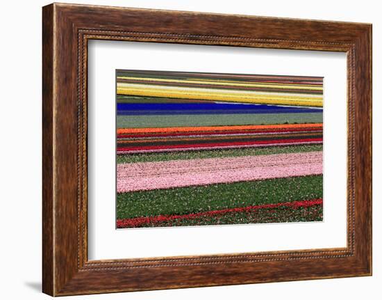 Blossoming Field of Tulips Near Alkmaar, Holland, the Netherlands, North Holland-Ronald Wittek-Framed Photographic Print