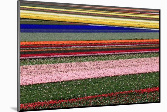 Blossoming Field of Tulips Near Alkmaar, Holland, the Netherlands, North Holland-Ronald Wittek-Mounted Photographic Print