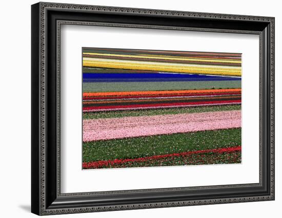 Blossoming Field of Tulips Near Alkmaar, Holland, the Netherlands, North Holland-Ronald Wittek-Framed Photographic Print