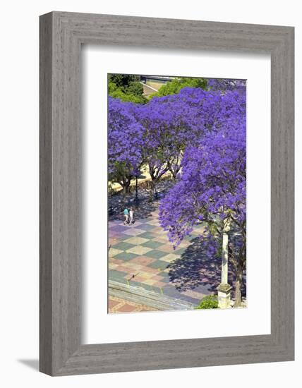 Blossoming Jacaranda Trees-Neil Farrin-Framed Photographic Print