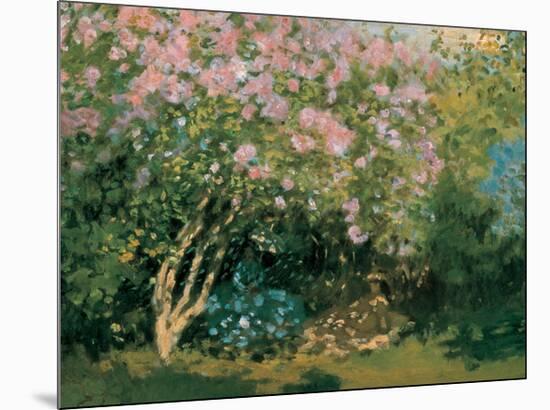 Blossoming Lilac in the Sun, c.1873-Claude Monet-Mounted Art Print