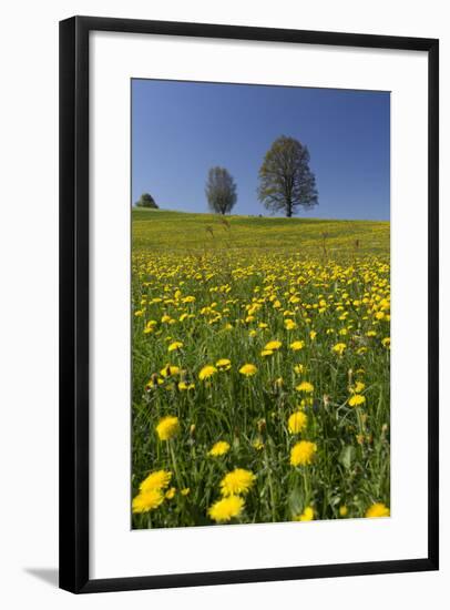 Blossoming Meadow, Spring, Tree, Blue Sky, Dandelion-Jurgen Ulmer-Framed Photographic Print