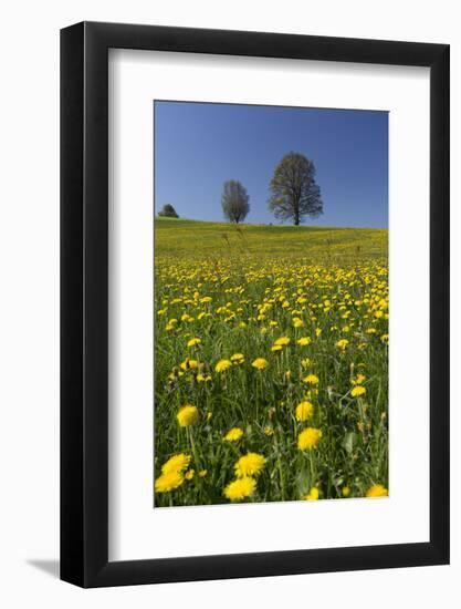 Blossoming Meadow, Spring, Tree, Blue Sky, Dandelion-Jurgen Ulmer-Framed Photographic Print