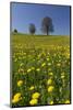 Blossoming Meadow, Spring, Tree, Blue Sky, Dandelion-Jurgen Ulmer-Mounted Photographic Print