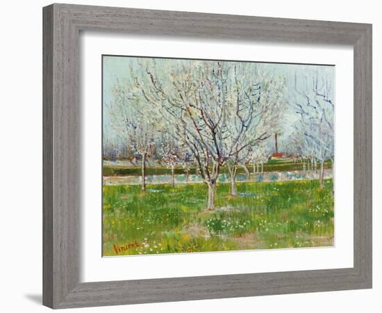 Blossoming Orchard, 1888-Vincent van Gogh-Framed Giclee Print