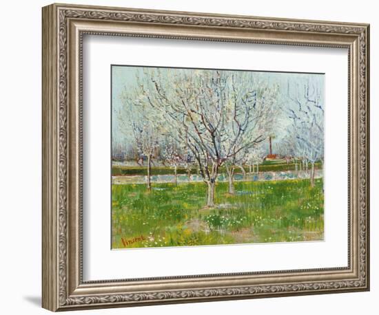 Blossoming Orchard, 1888-Vincent van Gogh-Framed Giclee Print