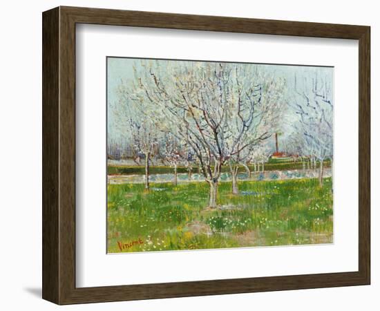 Blossoming Orchard, 1888-Vincent van Gogh-Framed Giclee Print