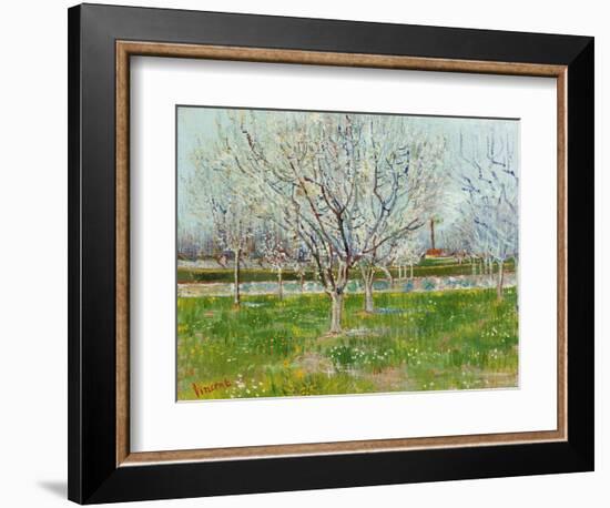 Blossoming Orchard, 1888-Vincent van Gogh-Framed Giclee Print