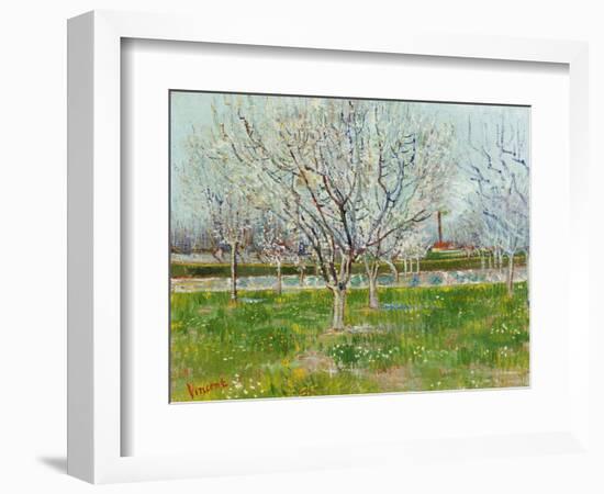 Blossoming Orchard, 1888-Vincent van Gogh-Framed Giclee Print