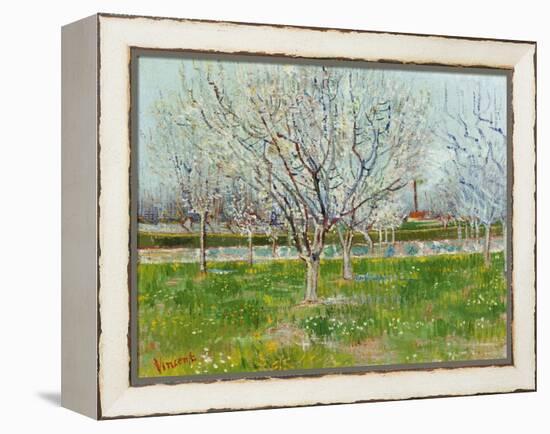 Blossoming Orchard, 1888-Vincent van Gogh-Framed Premier Image Canvas