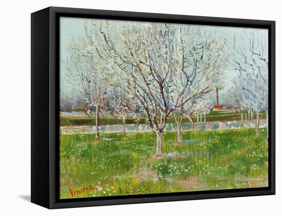 Blossoming Orchard, 1888-Vincent van Gogh-Framed Premier Image Canvas