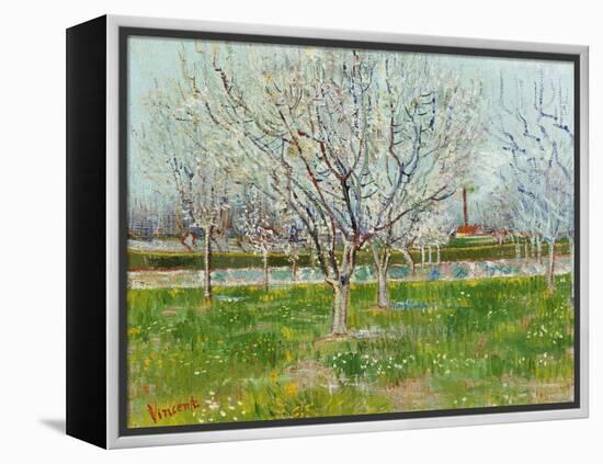 Blossoming Orchard, 1888-Vincent van Gogh-Framed Premier Image Canvas