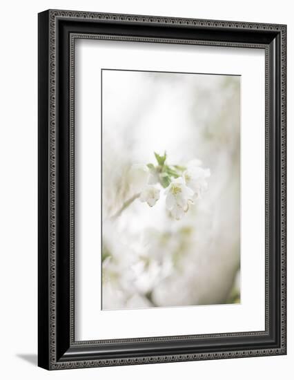 Blossoming ornamental cherry tree in the spring-Nadja Jacke-Framed Photographic Print