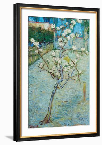 Blossoming Pear Tree-Vincent van Gogh-Framed Art Print