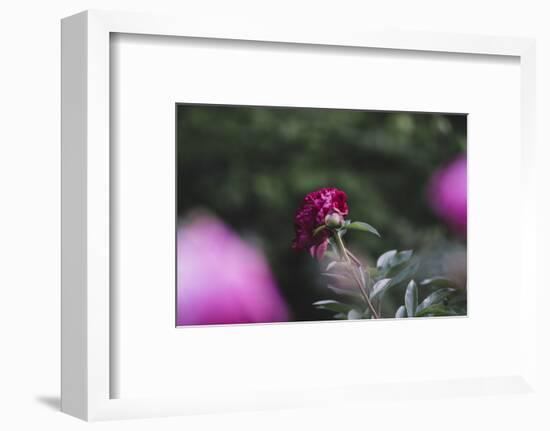 Blossoming peonies in the garden in June,-Nadja Jacke-Framed Photographic Print