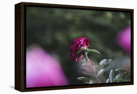 Blossoming peonies in the garden in June,-Nadja Jacke-Framed Premier Image Canvas