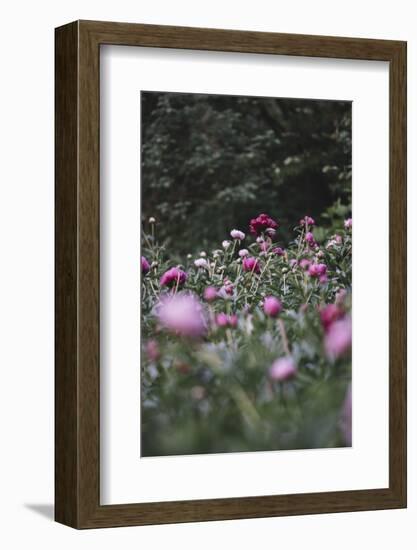 Blossoming peonies in the garden in June,-Nadja Jacke-Framed Photographic Print