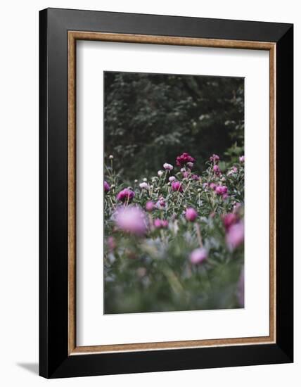 Blossoming peonies in the garden in June,-Nadja Jacke-Framed Photographic Print