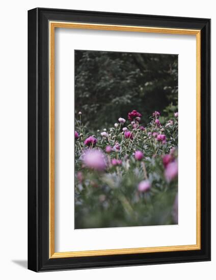 Blossoming peonies in the garden in June,-Nadja Jacke-Framed Photographic Print