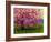 Blossoming Pink-Patty Baker-Framed Art Print