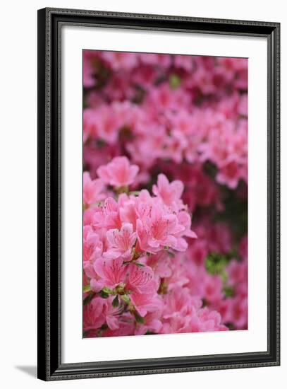 Blossoming Rhododendron, Rhododendron Norbitonense Aureum, Medium Close-Up-Andreas Keil-Framed Photographic Print