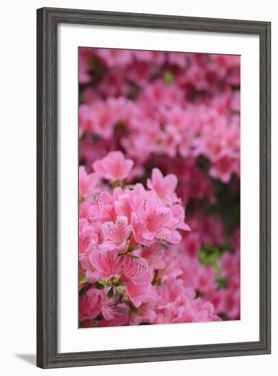 Blossoming Rhododendron, Rhododendron Norbitonense Aureum, Medium Close-Up-Andreas Keil-Framed Photographic Print