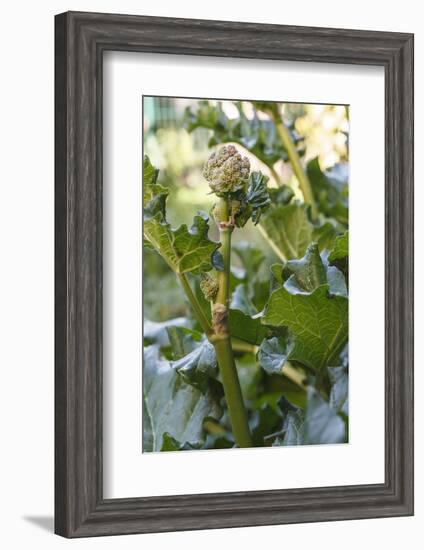 Blossoming rhubarb-Waldemar Langolf-Framed Photographic Print