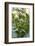 Blossoming rhubarb-Waldemar Langolf-Framed Photographic Print