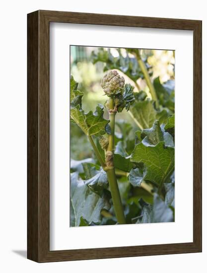 Blossoming rhubarb-Waldemar Langolf-Framed Photographic Print