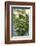 Blossoming rhubarb-Waldemar Langolf-Framed Photographic Print