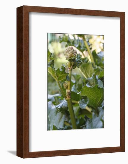 Blossoming rhubarb-Waldemar Langolf-Framed Photographic Print