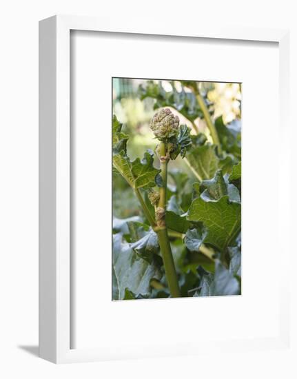 Blossoming rhubarb-Waldemar Langolf-Framed Photographic Print