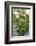 Blossoming rhubarb-Waldemar Langolf-Framed Photographic Print