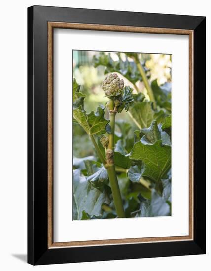 Blossoming rhubarb-Waldemar Langolf-Framed Photographic Print