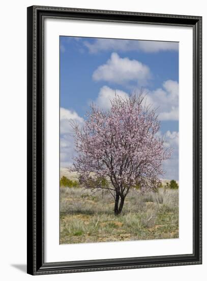 Blossoming Tree Close Konya, Anatolia, Turkey-Rainer Mirau-Framed Photographic Print