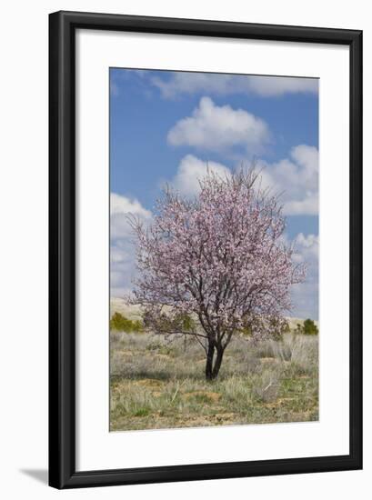 Blossoming Tree Close Konya, Anatolia, Turkey-Rainer Mirau-Framed Photographic Print