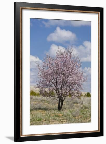 Blossoming Tree Close Konya, Anatolia, Turkey-Rainer Mirau-Framed Photographic Print