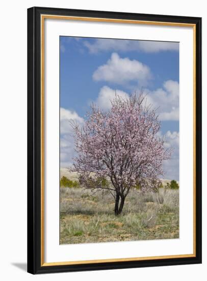 Blossoming Tree Close Konya, Anatolia, Turkey-Rainer Mirau-Framed Photographic Print