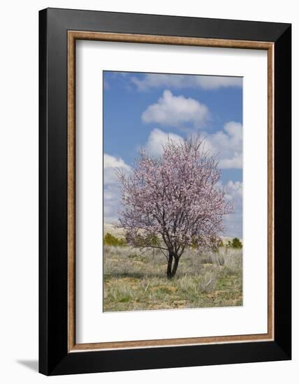 Blossoming Tree Close Konya, Anatolia, Turkey-Rainer Mirau-Framed Photographic Print