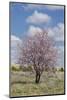 Blossoming Tree Close Konya, Anatolia, Turkey-Rainer Mirau-Mounted Photographic Print
