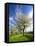 Blossoming Trees on Orchard Meadow, Freyburg, Burgenlandkreis, Germany-Andreas Vitting-Framed Premier Image Canvas