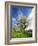 Blossoming Trees on Orchard Meadow, Freyburg, Burgenlandkreis, Germany-Andreas Vitting-Framed Photographic Print