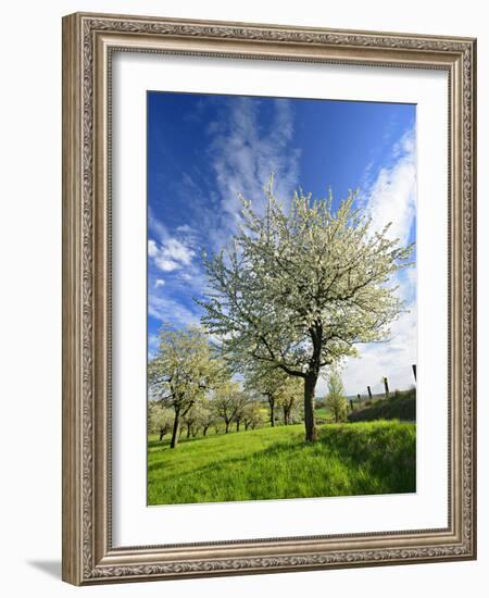 Blossoming Trees on Orchard Meadow, Freyburg, Burgenlandkreis, Germany-Andreas Vitting-Framed Photographic Print