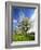 Blossoming Trees on Orchard Meadow, Freyburg, Burgenlandkreis, Germany-Andreas Vitting-Framed Photographic Print