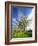 Blossoming Trees on Orchard Meadow, Freyburg, Burgenlandkreis, Germany-Andreas Vitting-Framed Photographic Print