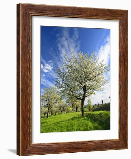 Blossoming Trees on Orchard Meadow, Freyburg, Burgenlandkreis, Germany-Andreas Vitting-Framed Photographic Print