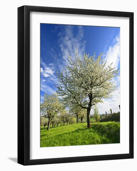 Blossoming Trees on Orchard Meadow, Freyburg, Burgenlandkreis, Germany-Andreas Vitting-Framed Photographic Print