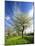 Blossoming Trees on Orchard Meadow, Freyburg, Burgenlandkreis, Germany-Andreas Vitting-Mounted Photographic Print