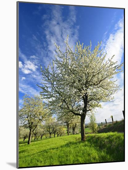 Blossoming Trees on Orchard Meadow, Freyburg, Burgenlandkreis, Germany-Andreas Vitting-Mounted Photographic Print