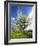 Blossoming Trees on Orchard Meadow, Freyburg, Burgenlandkreis, Germany-Andreas Vitting-Framed Photographic Print